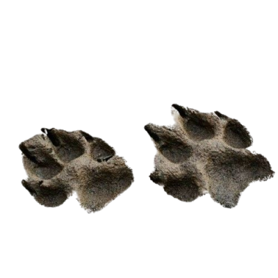 wolf prints